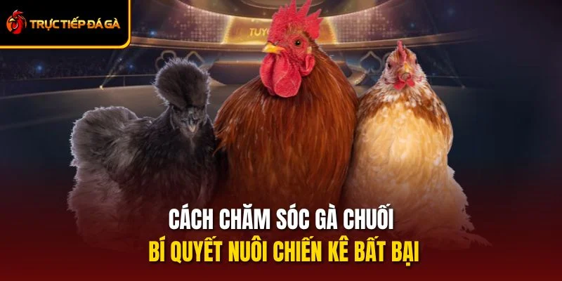 Cách Chăm Sóc Gà Chuối Bí Quyết Nuôi Chiến Kê Bất Bại