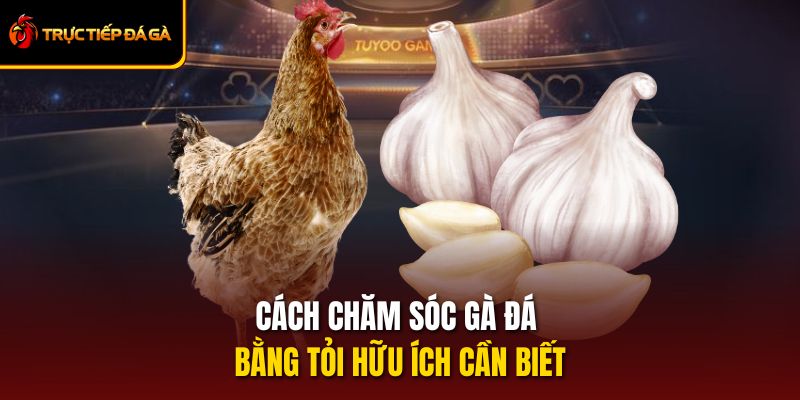 Cách Chăm Sóc Gà Đá Bằng Tỏi Hữu Ích Cần Biết 2025