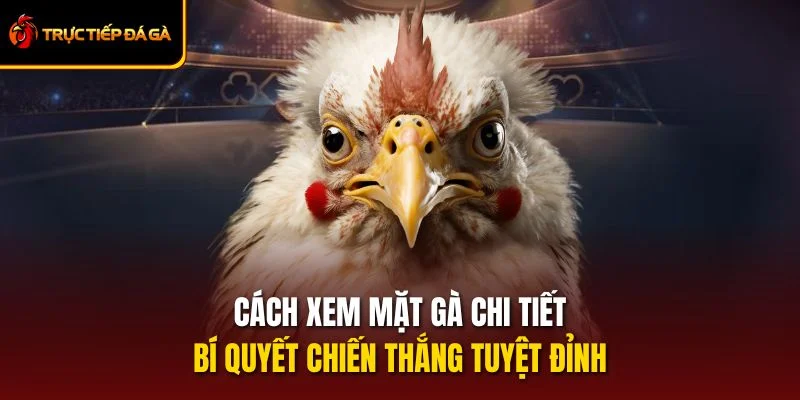 Cách Xem Mặt Gà Chi Tiết - Bí Quyết Chiến Thắng Tuyệt Đỉnh