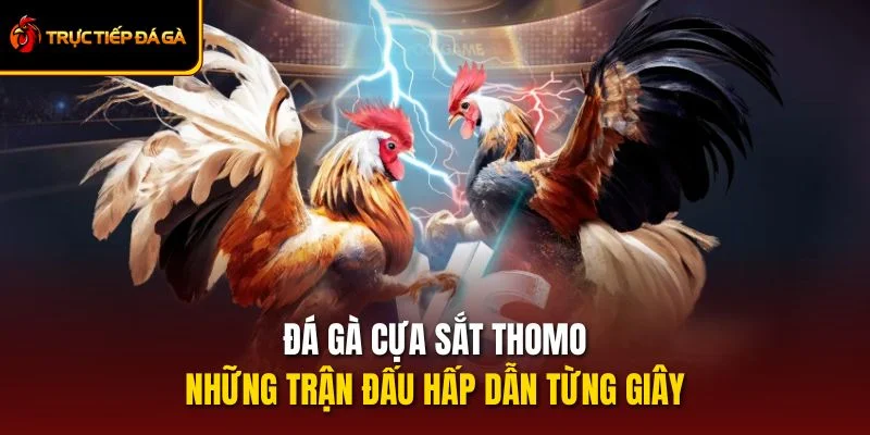 Đá Gà Cựa Sắt Thomo - Những Trận Đấu Hấp Dẫn Từng Giây