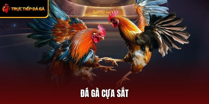 Đá Gà Cựa Sắt: Kinh Nghiệm và Luật Chơi Cho Người Mới