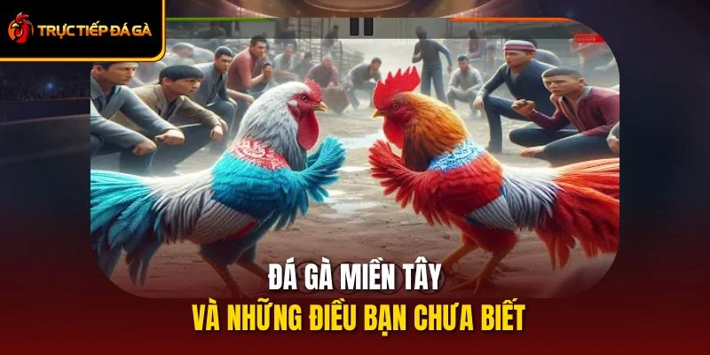 Đá Gà Miền Tây Và Những Thông Tin Bạn Chưa Biết