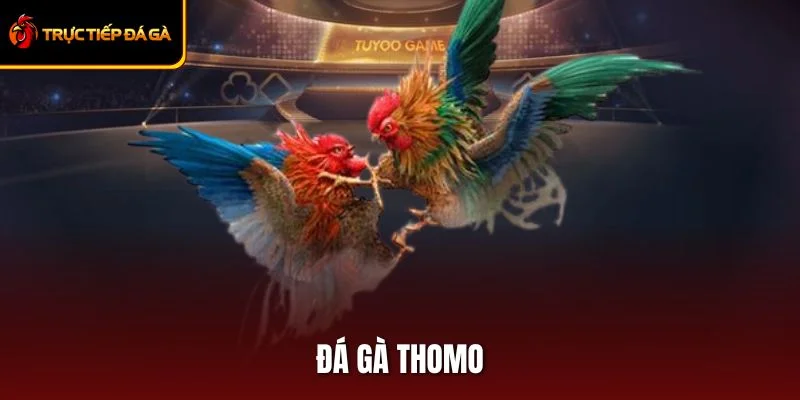 Đá Gà Thomo: Kinh Nghiệm Cá Cược Bất Bại Từ Cao Thủ
