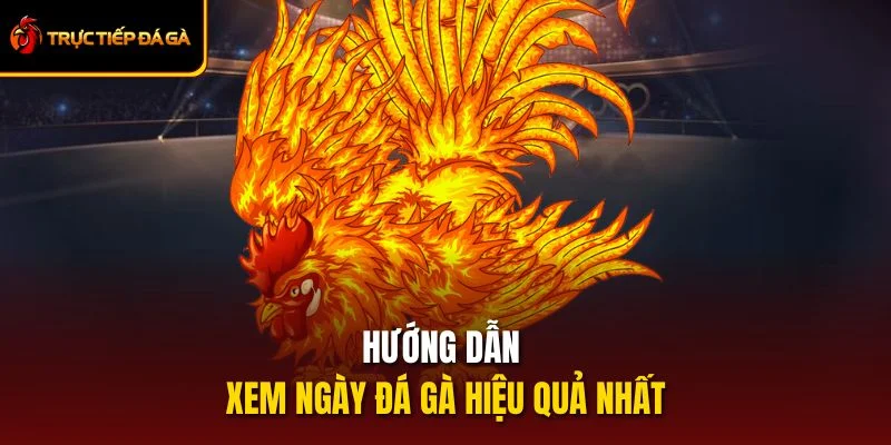 Hướng Dẫn Xem Ngày Đá Gà Hiệu Quả Nhất – Mẹo Chọn Chuẩn