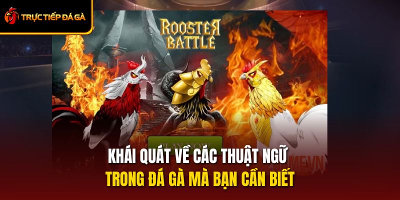Khái Quát Về Các Thuật Ngữ Trong Đá Gà Mà Bạn Cần Biết