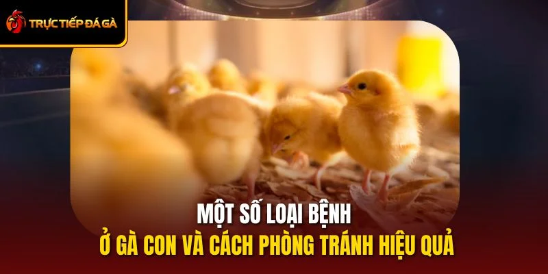 Một Số Loại Bệnh Ở Gà Con Và Cách Phòng Tránh Hiệu Quả
