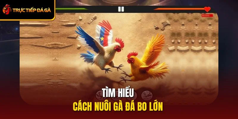 Tìm Hiểu Cách Nuôi Gà Đá Bo Lớn Giúp Chiến Kê Sung Sức