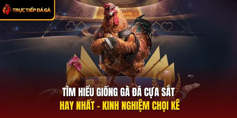 Tìm Hiểu Giống Gà Đá Cựa Sắt Hay Nhất - Kinh Nghiệm Chọi Kê